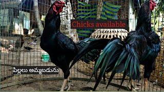 Pure berasa quality chicks||Top quality||Yuvarythu Abhishek