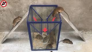 Membuat perangkap tikus mudah | Mouse Trap / Rat Trap | Top 10 elektrische Mausefalle