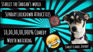 Sunday lockdown | My adopted dog's Atrocities |  10,00,00,00,00% Comedy 