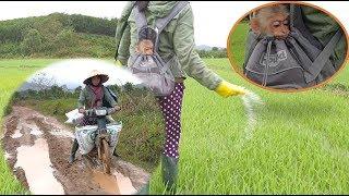 Baby Monkey | Abu follow her mother to fertilize rice plants