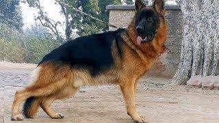 Top quality semi adult German shepherd male for sale