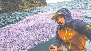 Deadly Jellyfish, Hidden Caves, Zodiac Adventures- Welcome to the AZORES! SV Delos Ep.250