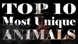 Top 10 Most Unique Animals In World You Never Knew Existed