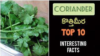 TOP 10 facts about Coriander | Cilantro | Kothimeera