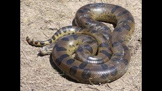 TOP 10 LARGEST SNAKES EVER FOUND | ANIMAL LIFE AND LIVING.....