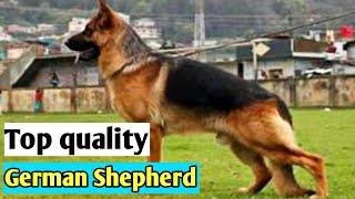 Top quality German Shepherd adult dog in best price