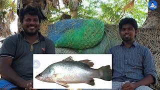 சுவைகளின் அடிப்படையில் முதல் பத்து கடல் மீன்கள் | Top 10 tastiest fishes available in fish market