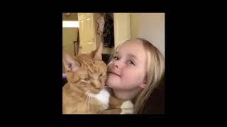 Top 10 Cats - Best Moment with crazy Cats - Part 01
