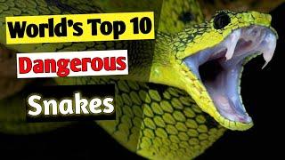 World's Top 10 Deadly Snakes | Top 10 Deadly Snakes | Snake Facts #shorts