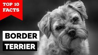 Border Terrier - Top 10 Facts