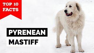 Pyrenean Mastiff - Top 10 Facts