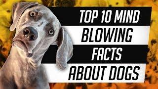 Top 10 Mind blowing facts about dogs You Won't Believe