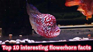 Top 10 interesting flowerhorn facts | தமிழ்