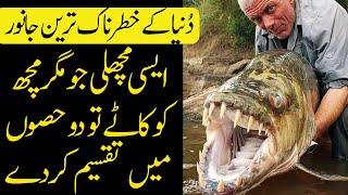 Top 10 Destroyer Creatures In The World - Creatures That Are Dangerous