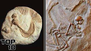 Top 10 Signs Of Alien Life Found In Fossils