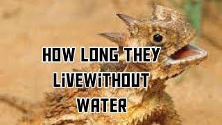 Top 10 animals that can survive for along time without water||top 10