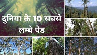 दुनिया के 10 सबसे लम्बे पेड | Height जान कर सोच में पड़ जायेंगे | Facts About Tree |