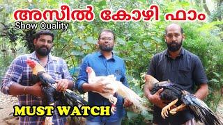 Top Quality Aseel  | Grand breeders kerala | show quality Aseel