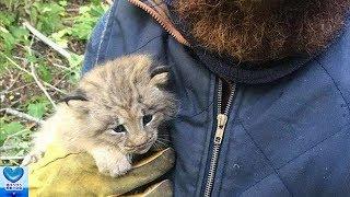 森の中で独りぼっちの子猫を発見。保護してみるとなんと普通の子猫ではなかった！