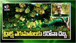 ద్రాక్ష ఎగుమతులకు కరోనా దెబ్బ | Lockdown Effect On Grape Farmers | Matti Manishi | 10TV News