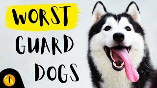 TOP 10 WORST GUARD DOG BREEDS