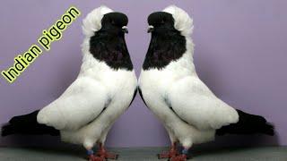 Top 10 pigeons | Indian pigeon collection | fancy pigeon breeds | indian pigeons