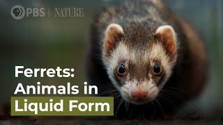Ferrets: Animals in Liquid Form
