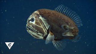 Weird and Wonderful: The fangtooth fish has a face only a mother could love