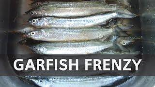 Garfish Frenzy! Float Fishing at Pelican Park, Clontarf