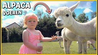 BiJ DE ALPACA'S PiCKNiCKEN iN DE WEi! 