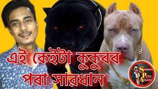 Top 10 dangerous Dog breeds in the world || Santanu's Pets Assam