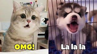 OMG! TOP 100 Dogs 