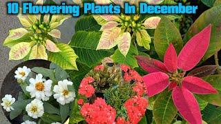 10 Best Flowering Plants for December month// Top 10 Winter's flower Plants