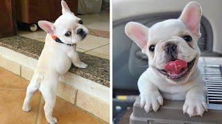 Top French BullDog Funny Videos Ever | Funny and Cute French Bulldog Compilation | Cute Bulldog