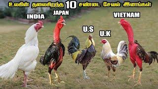 Top 10 Roosters in Tamil | உலகின் தலைசிறந்த 10 சேவல் இனங்கள் | Savage Point