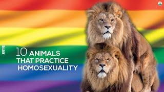 10 Animals That Practice Homosexuality