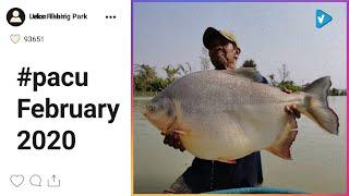 Top 10 #pacu Posts Starring: leksfishingparkudon