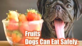 Top 10 Fruits Dogs Can Eat Safely