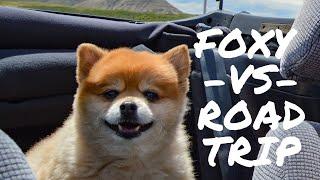 Top 10 travel Tips for Doggys (Road Trip Edition)