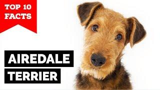Airedale Terrier - Top 10 Facts