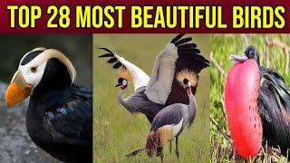Top 28 most Beautiful birds in the World| Beautiful birds in world| Beautiful Birds| You Knowledge