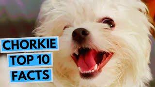 Chorkie - Top 10 Interesting Facts