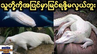 TOP 10 Albino ဗီဇကြောင့်ဖြူနေတဲ့ရှားပါးတိရိစ္ဆာန်များ