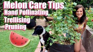 Watermelon & Cantaloupe Care Tips - Hand Pollinating,Trellising & Pruning 