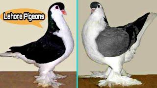 Lahori Pigeons|| Lahore Pigeons|| Siraji Lahori Pigeon||