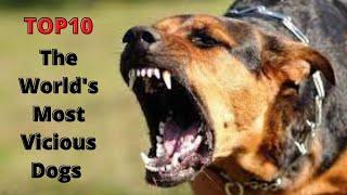 TOP 10 The World's Most Vicious Dogs From Fighting Dogs to Service Dogs