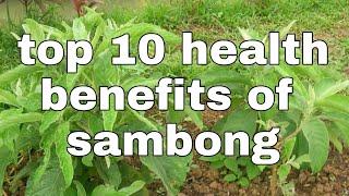 TOP 10 HEALTH BENEFITS OF SAMBONG