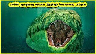 உலகின் கொஞ்சுவதற்கு உகந்த 10 பாம்புகள் | 10 Snakes are Friendly