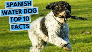 Spanish Water Dog - TOP 10 Interesting Facts