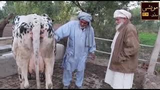 Top class and high quality cow's  for sale at Maweshi Mandi TV | 7 December 2019